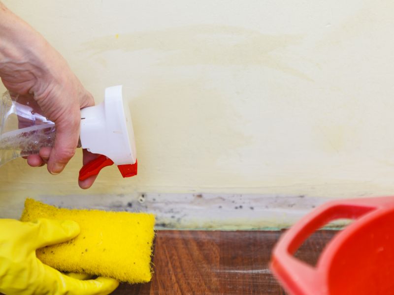 Mold Restoration in Broward County, FL