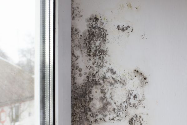 Mold Remediation Service