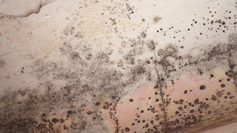 Attic Mold Remediation in Broward County, FL