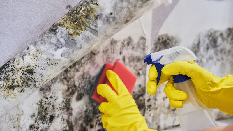 Attic Mold Removal in Essex County, NJ