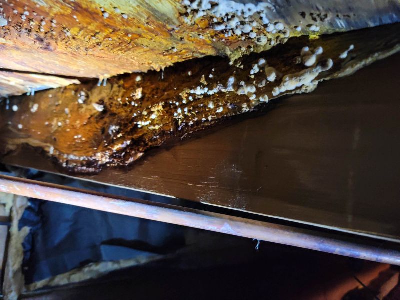 Basement Mold Removal in Frisco, TX