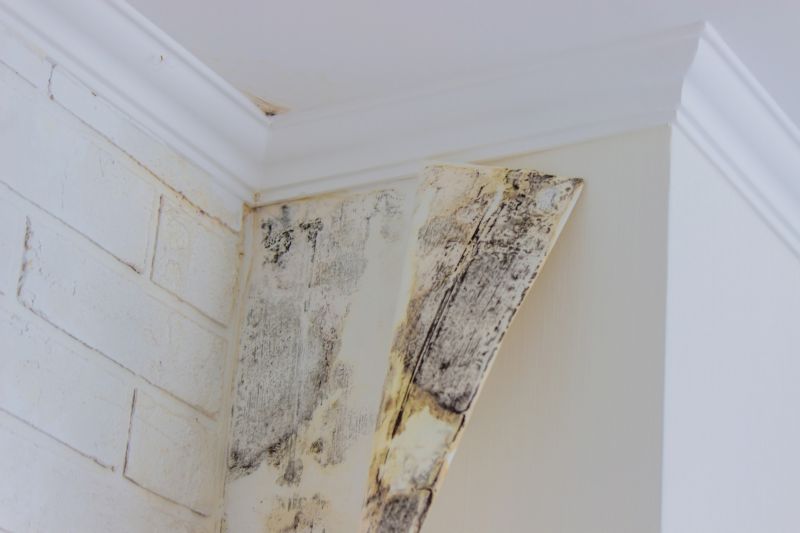 Ceiling Mold Removal in Dallas, TX