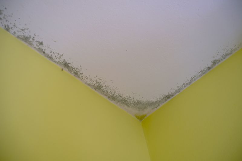 Ceiling Mold Removal in Dallas, TX