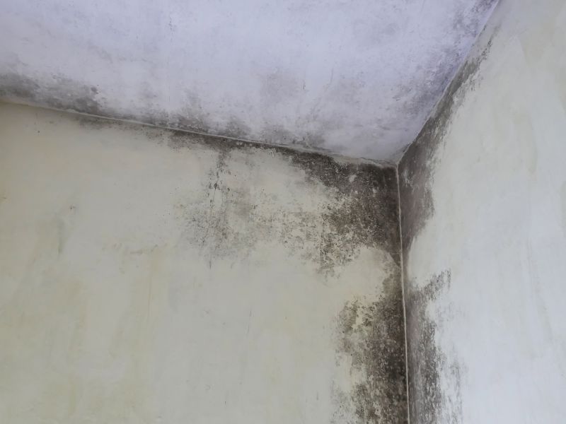 Ceiling Mold Removal in Essex County, NJ
