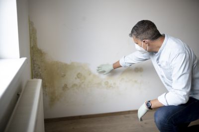 Mold Mitigation detail