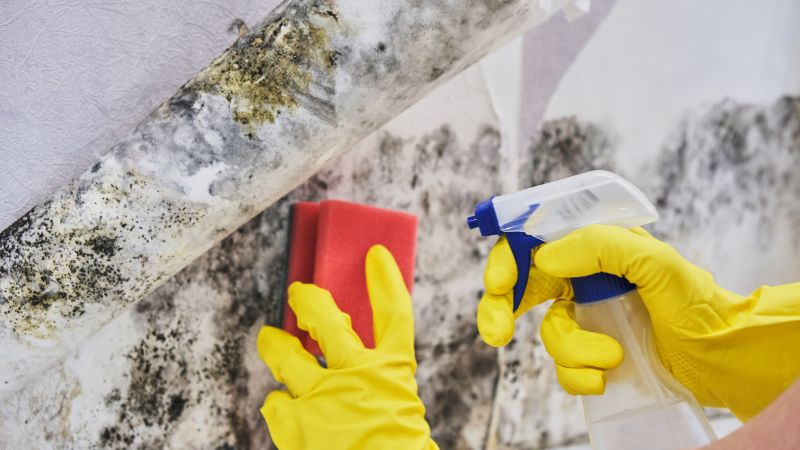 Mold Cleanup Service in Broward County, FL