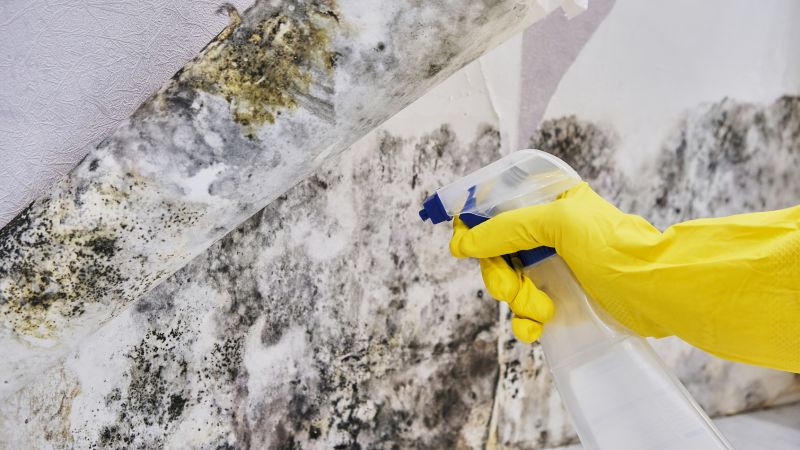 Mold Control in Jupiter, FL