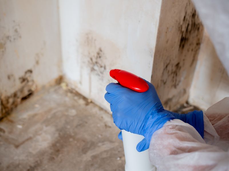 Mold Mitigation Service in Frisco, TX