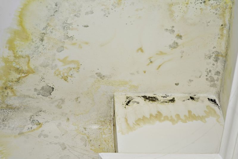 Mold Mitigation Service in Dallas, TX