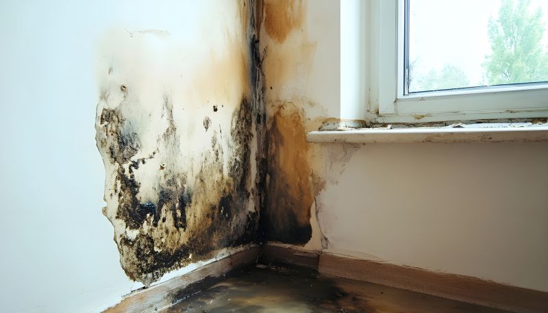 Mold Removal in Jupiter, FL