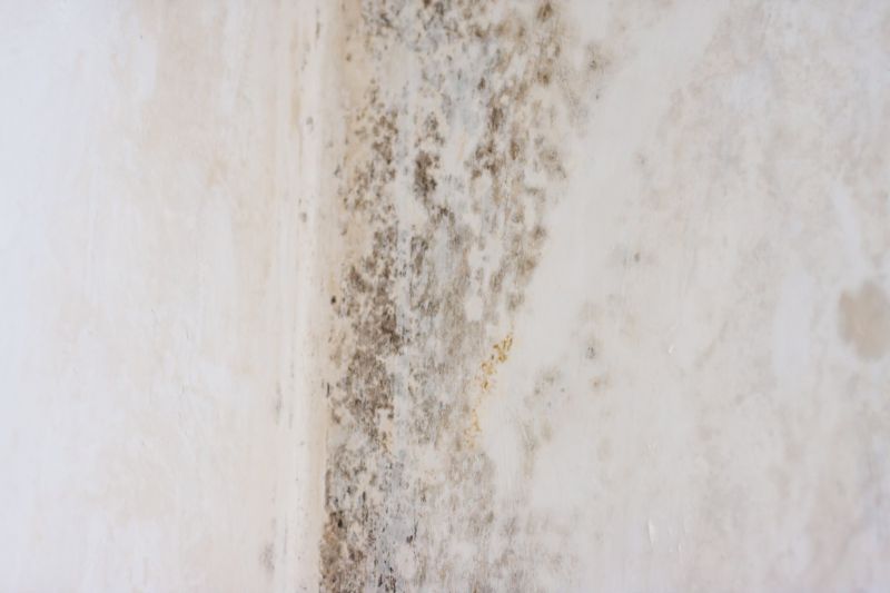 White Mold Mitigation in West Palm Beach, FL