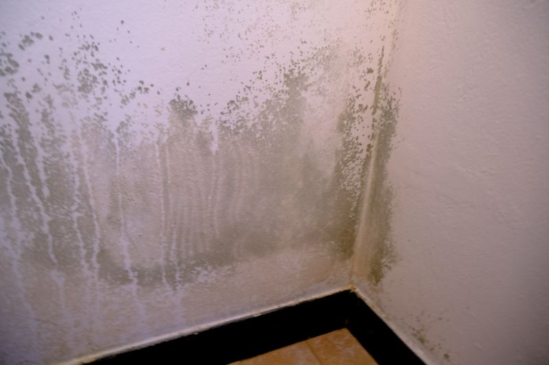 White Mold Mitigation in Bergen County, NJ